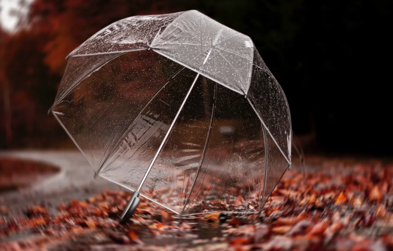 Photo wallpaper road, autumn, leaves, drops, trees, rain, umbrella