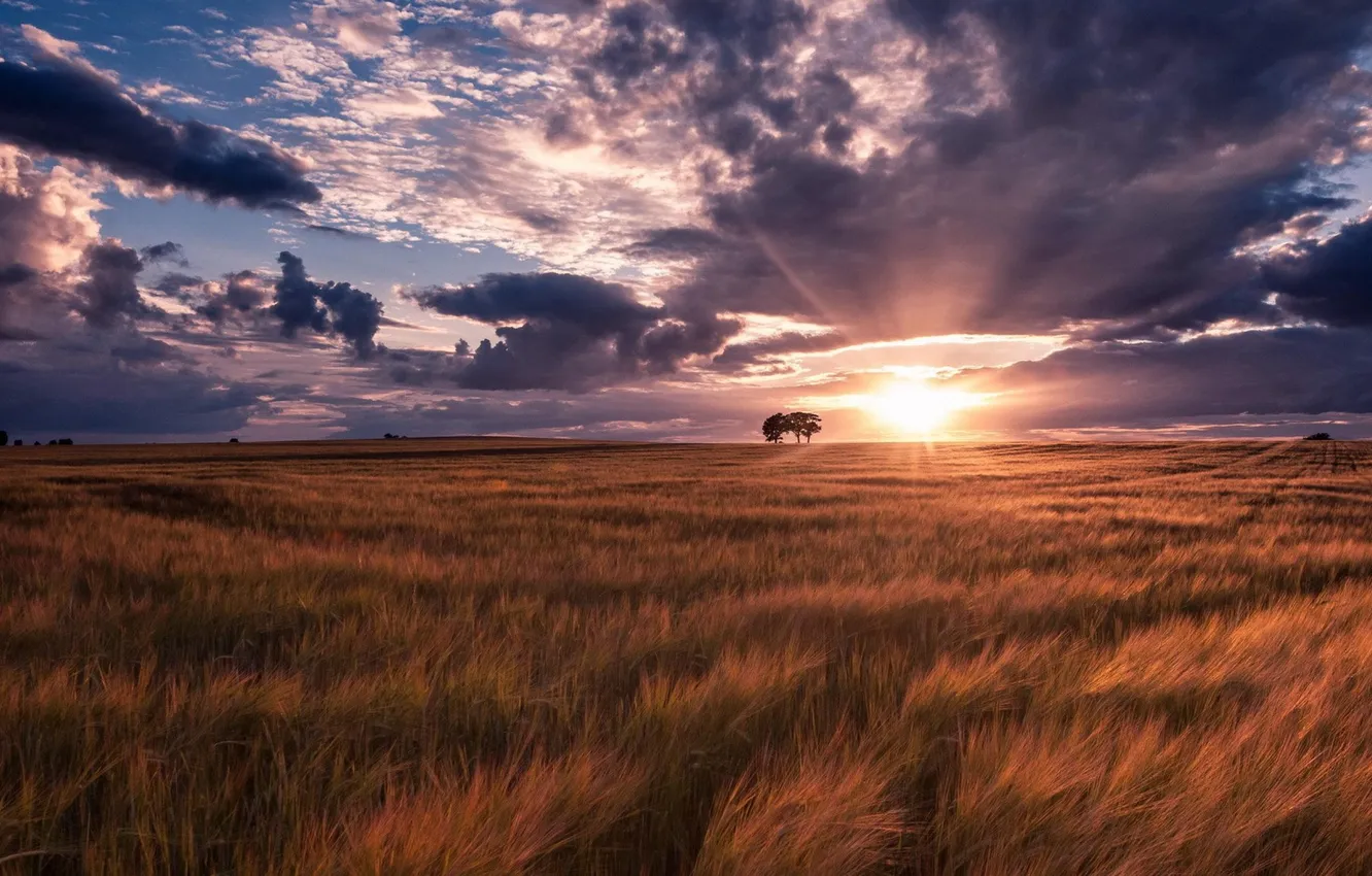 Photo wallpaper field, the sky, the sun, clouds, trees, landscape, sunset, nature