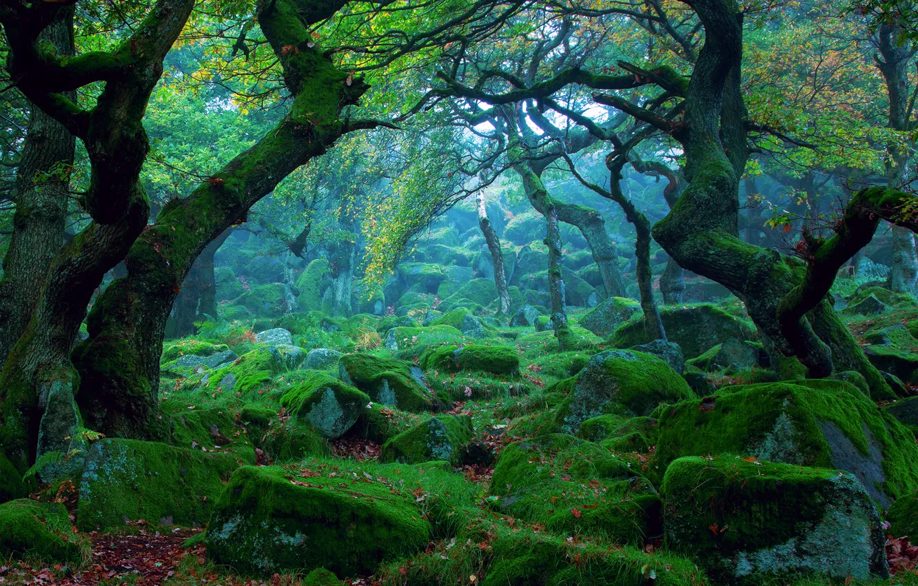 Photo wallpaper forest, nature, stones, moss, haze