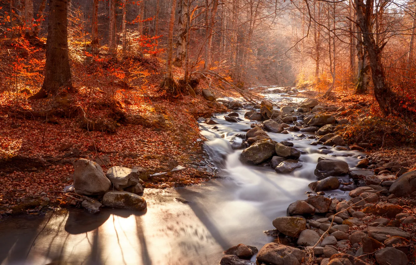 Photo wallpaper autumn, trees, nature, river