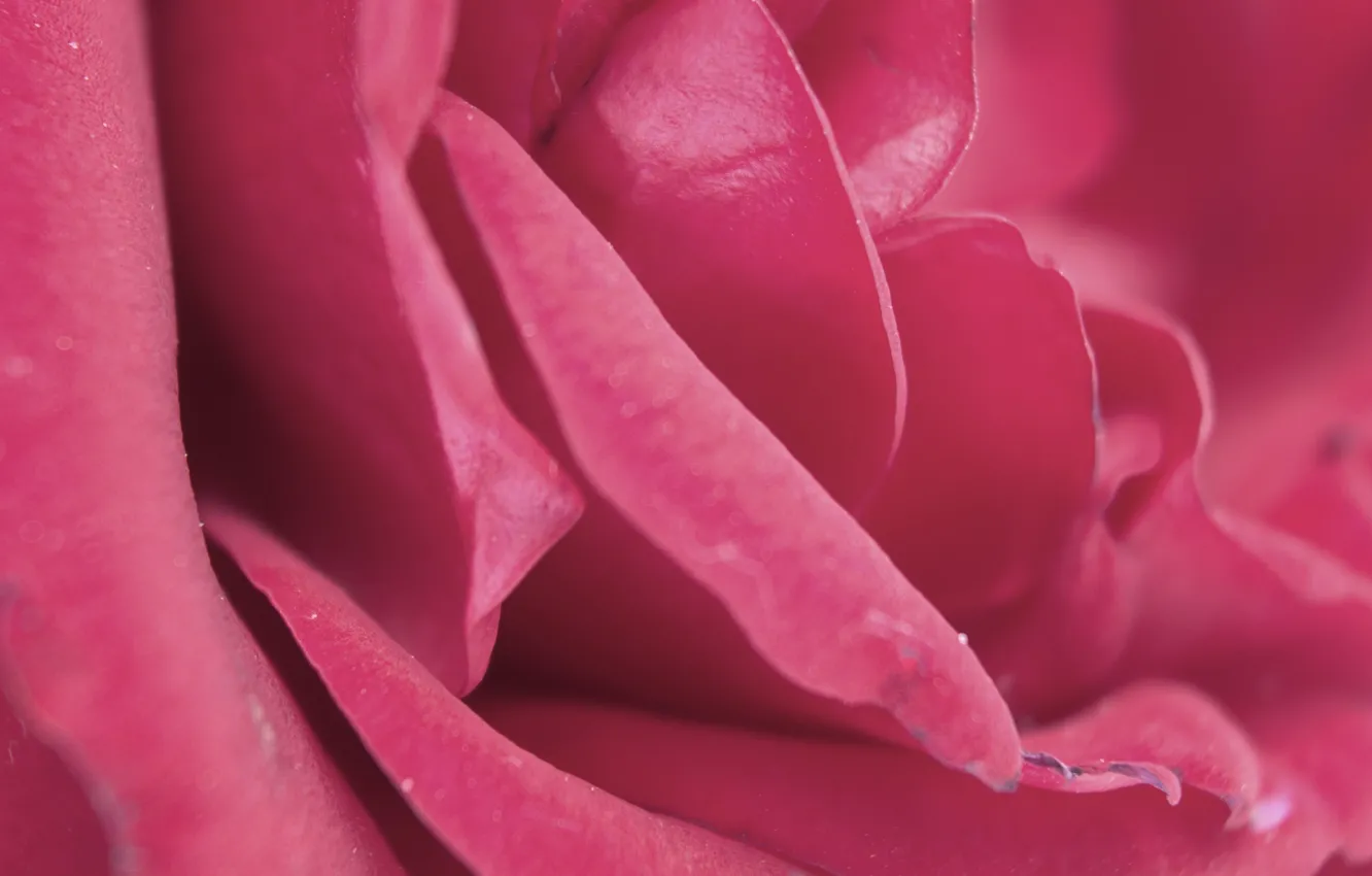 Photo wallpaper pink, rose, petals, gently