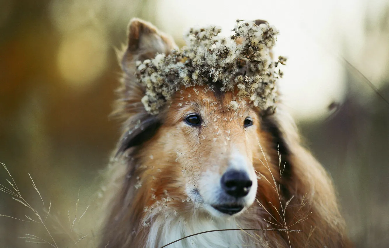 Photo wallpaper look, nature, pose, dog, face, collie, Sheltie
