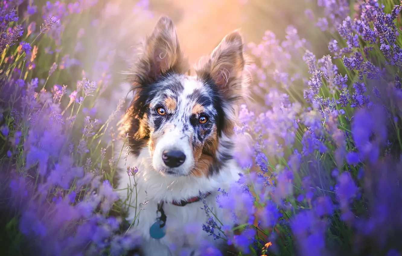 Photo wallpaper look, each, dog, lavender