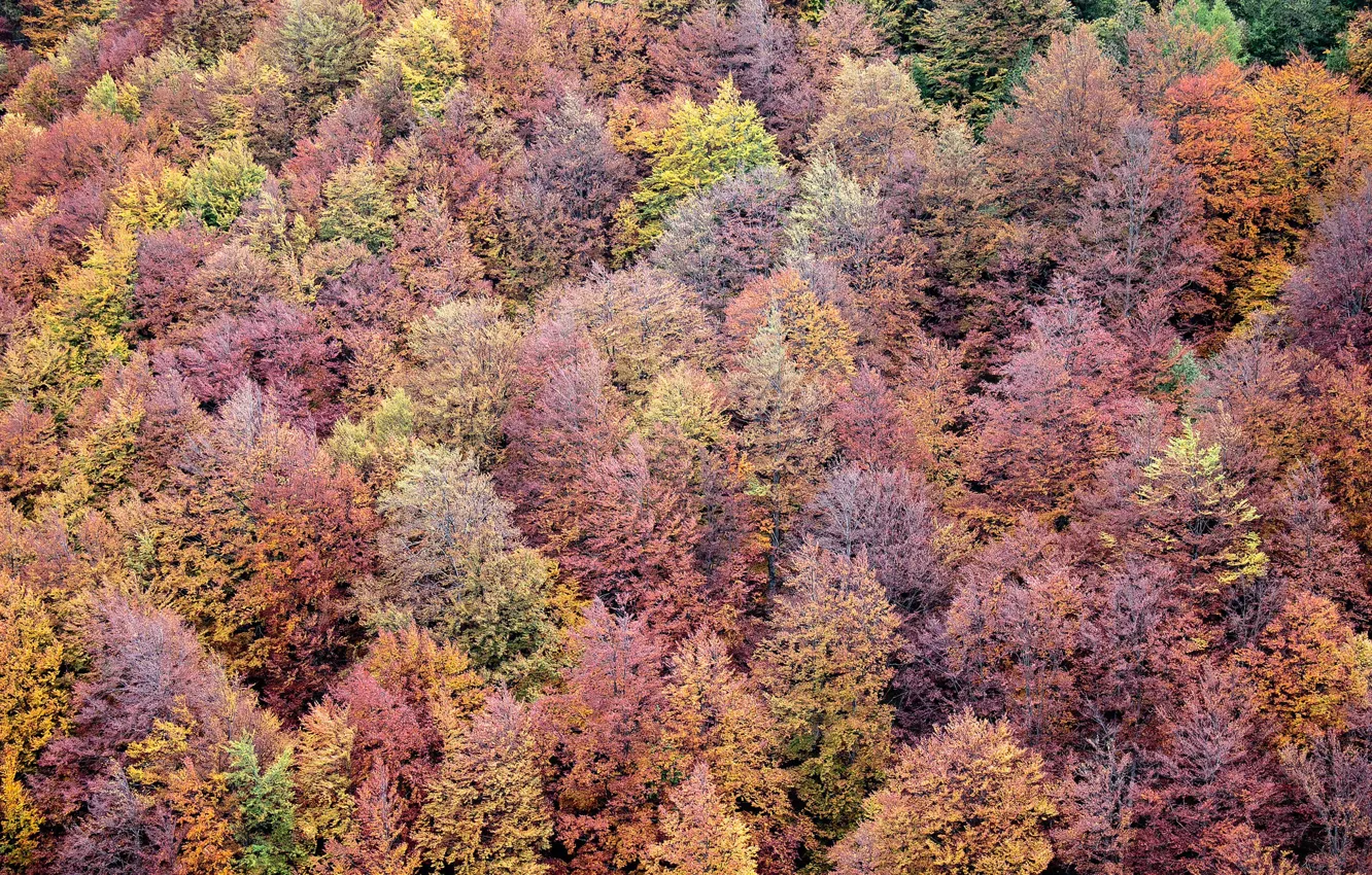 Photo wallpaper wood, trees, fall, fall palette, autumn, autumn palette, leaves, autumn colors