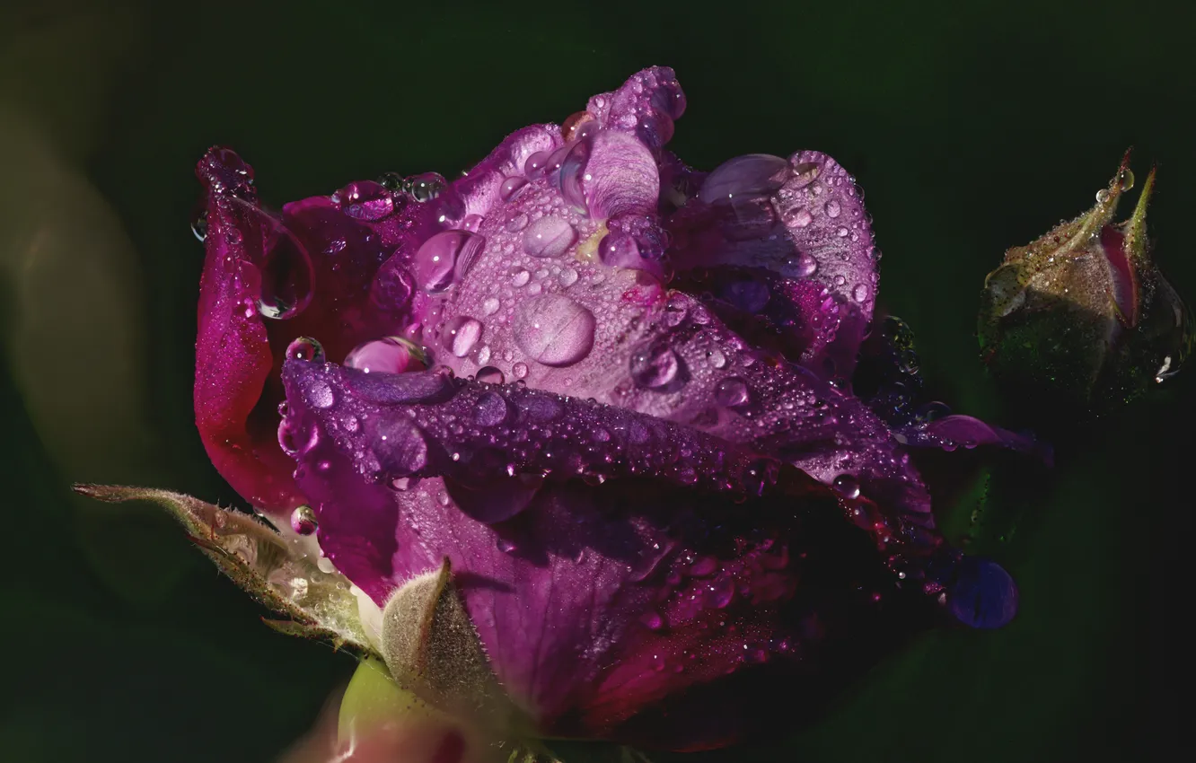 Photo wallpaper drops, macro, light, the dark background, petals, pink, black background, buds