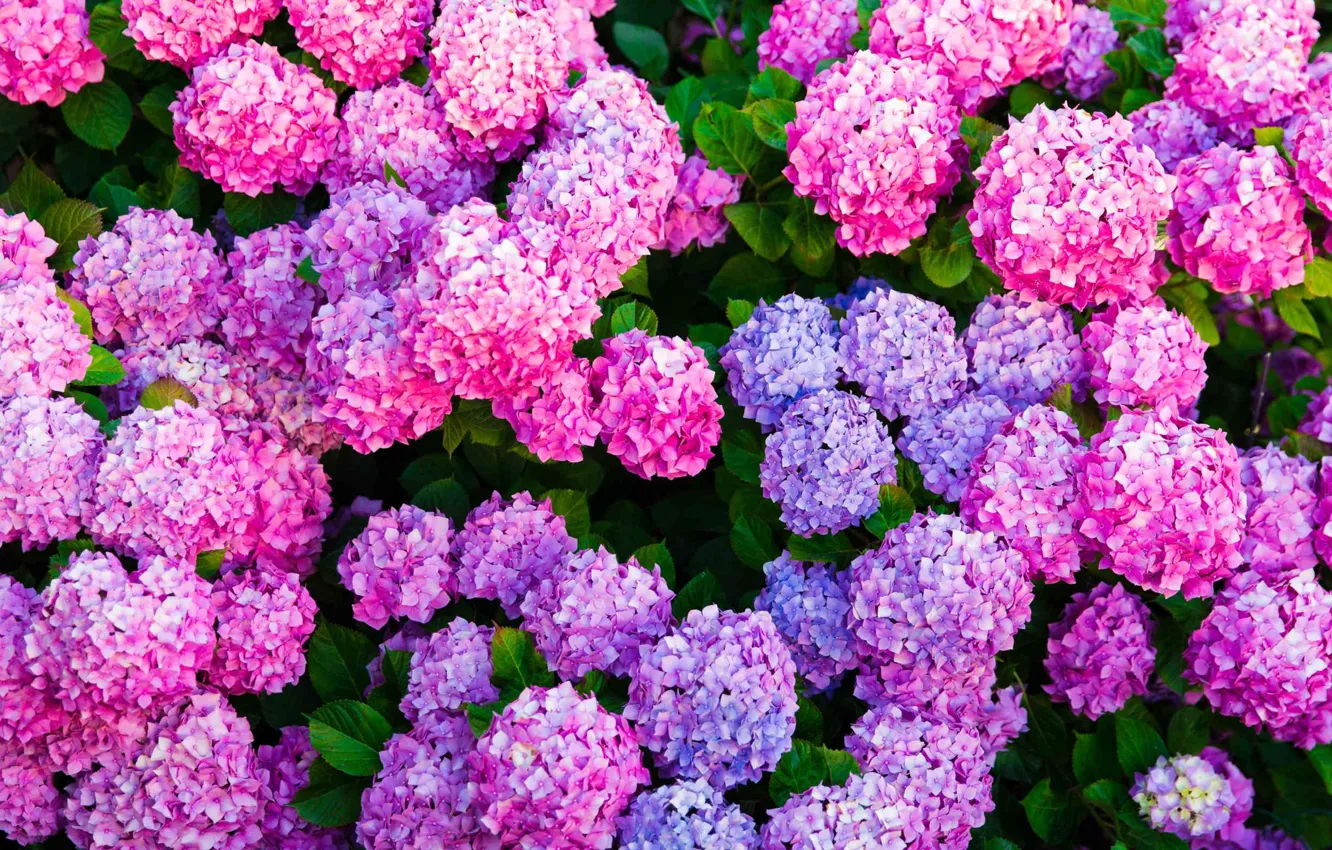 Photo wallpaper summer, flowers, pink, the bushes, a lot, lilac, hydrangea, inflorescence