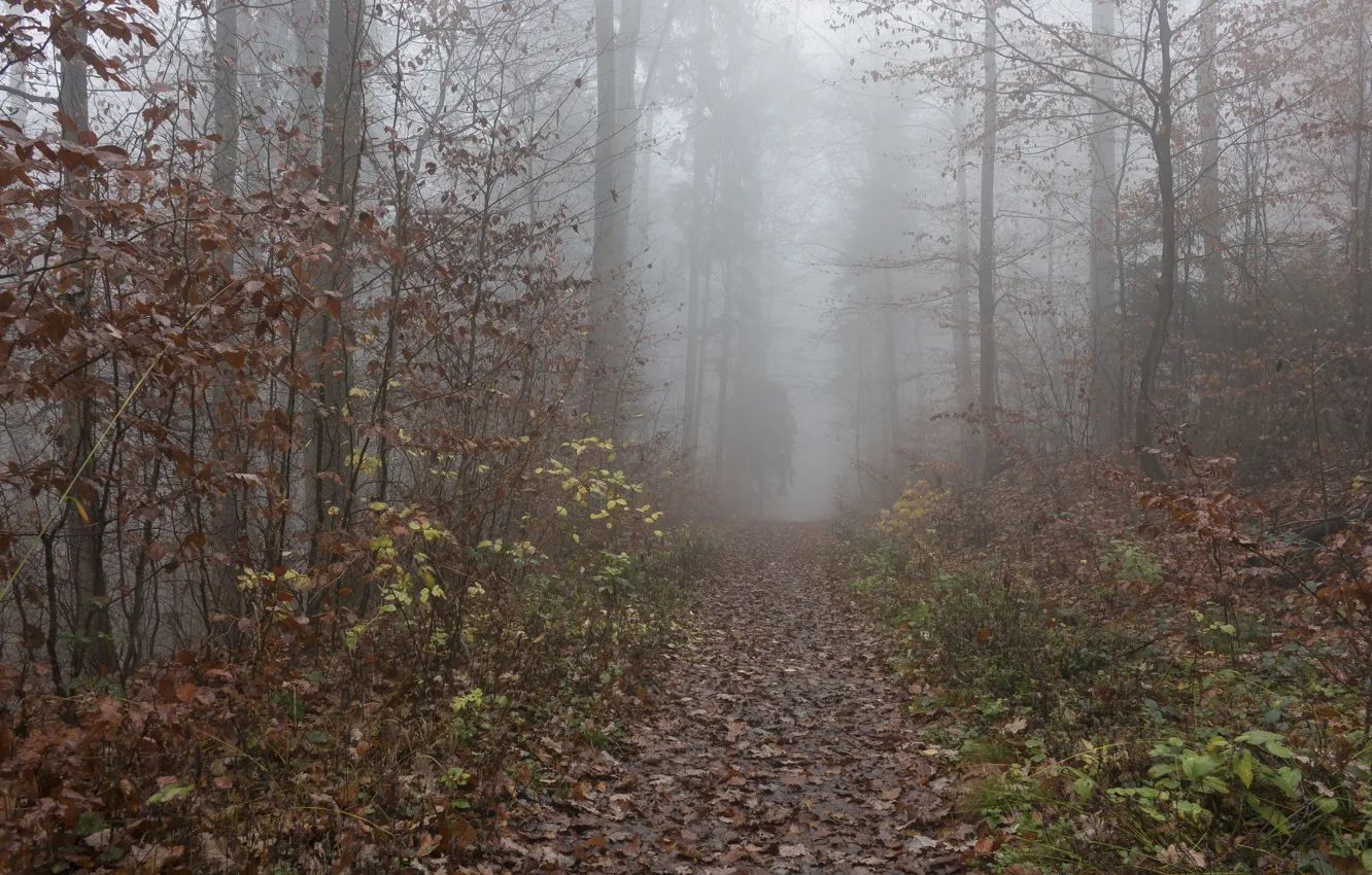 Photo wallpaper autumn, forest, foliage, trail, Fog, forest, falling leaves, grove
