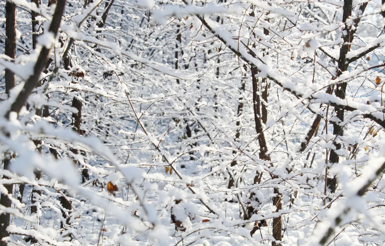 Photo wallpaper white, forest, park, snow, twig