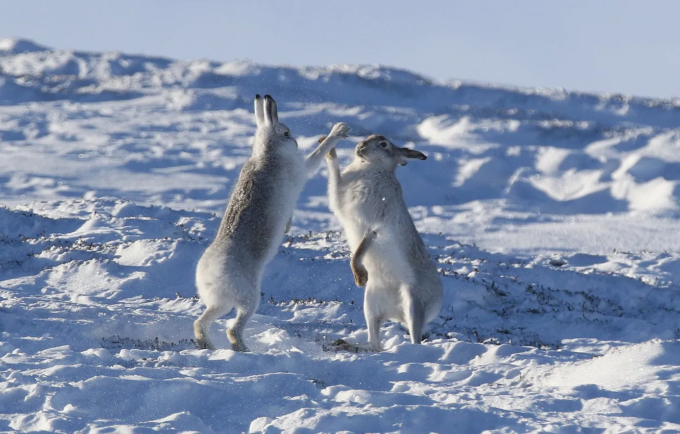 Photo wallpaper winter, snow, hare, a couple, okay, Hare