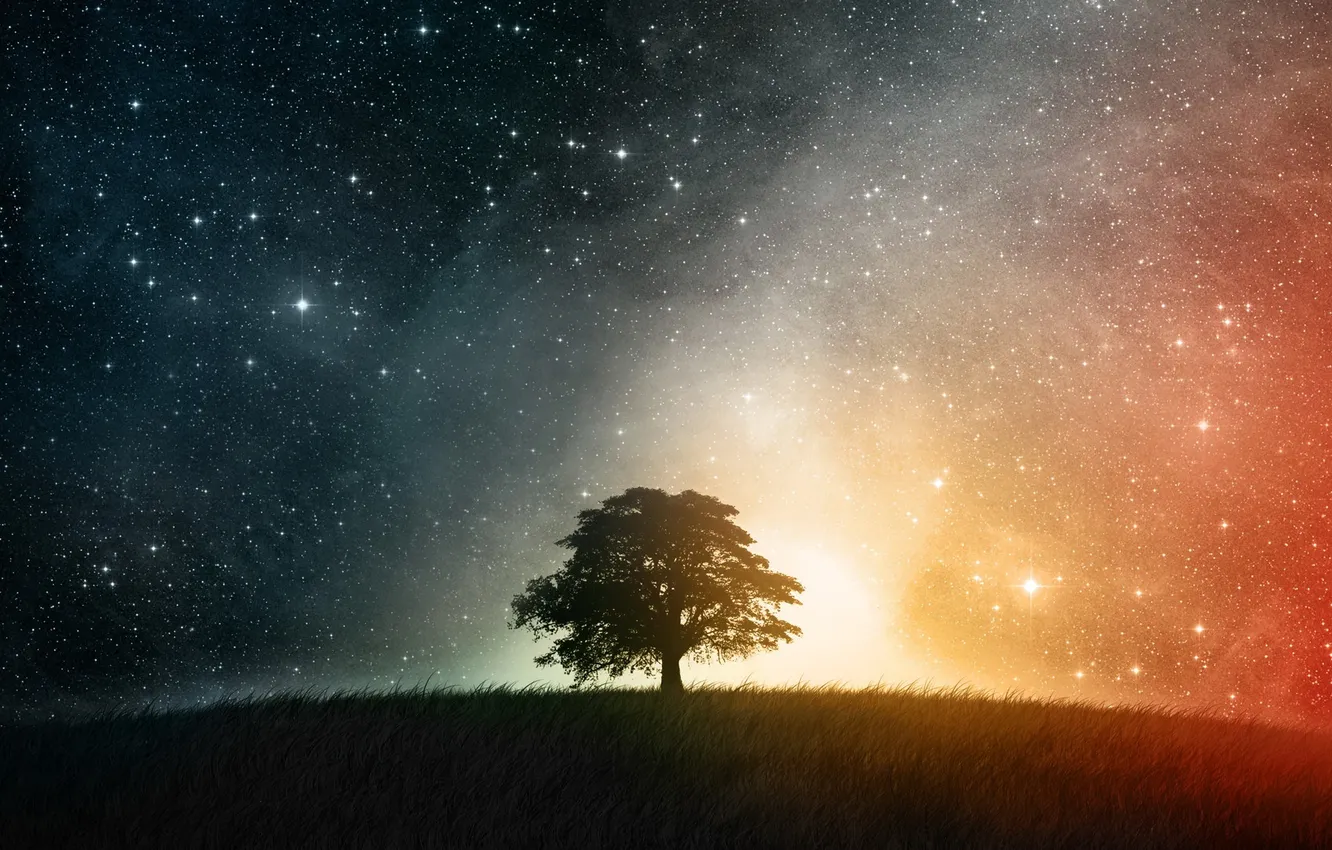 Photo wallpaper the sky, grass, stars, trees, night