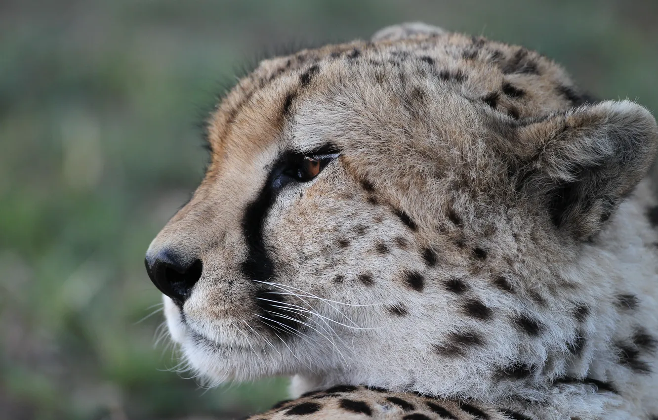 Photo wallpaper cat, look, face, Cheetah, profile