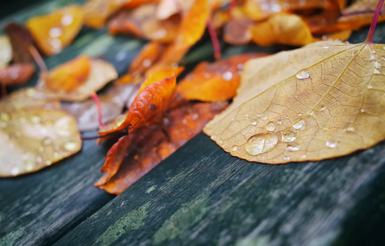Photo wallpaper leaves, drops, macro