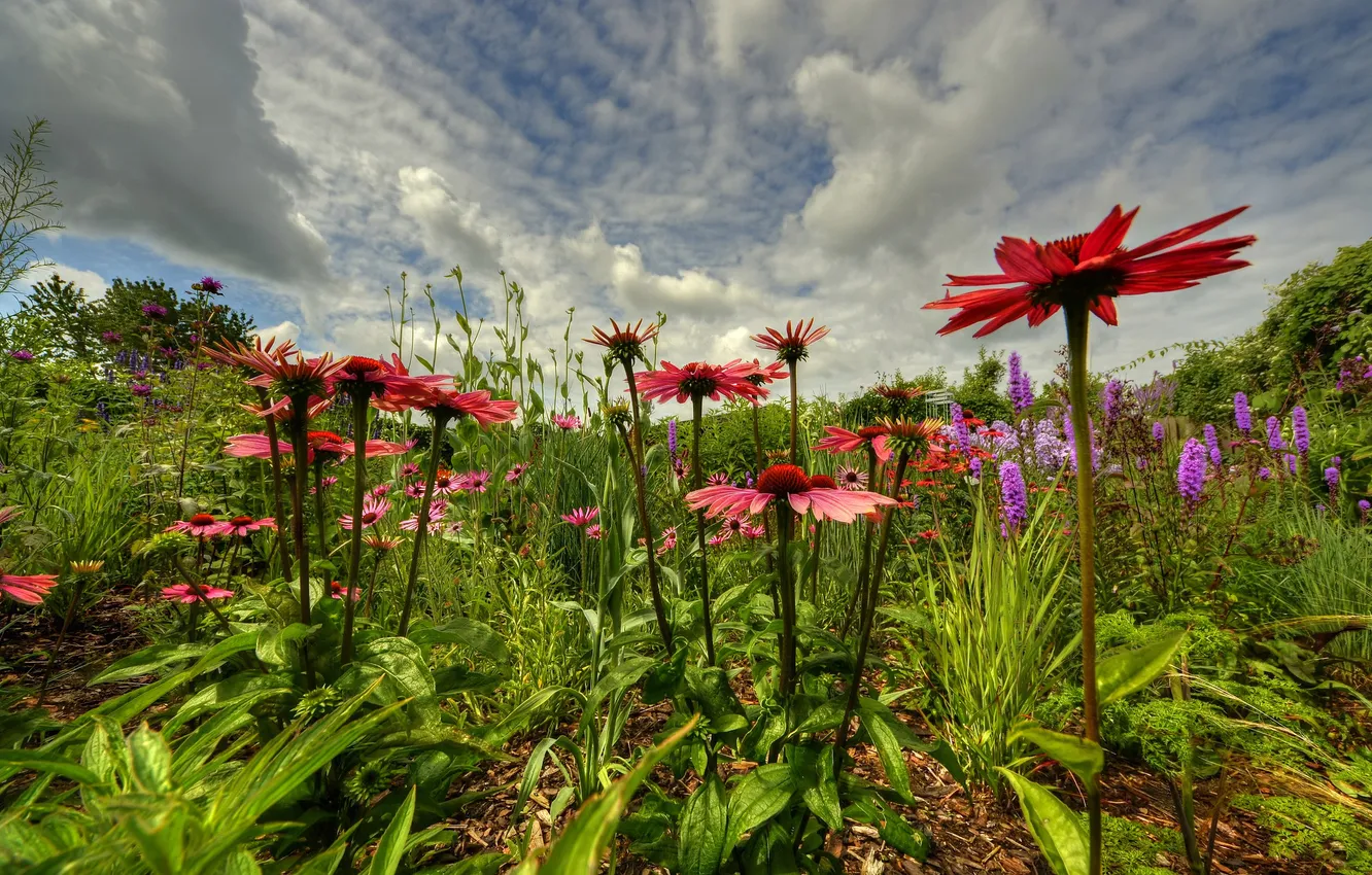 Photo wallpaper field, the sky, grass, clouds, flowers, meadow