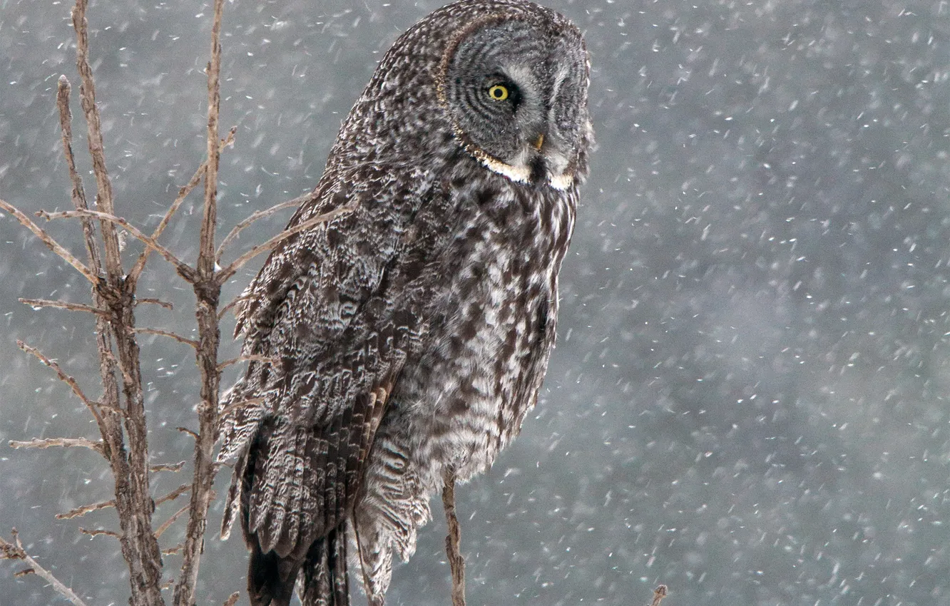 Photo wallpaper winter, snow, trees, owl, bird