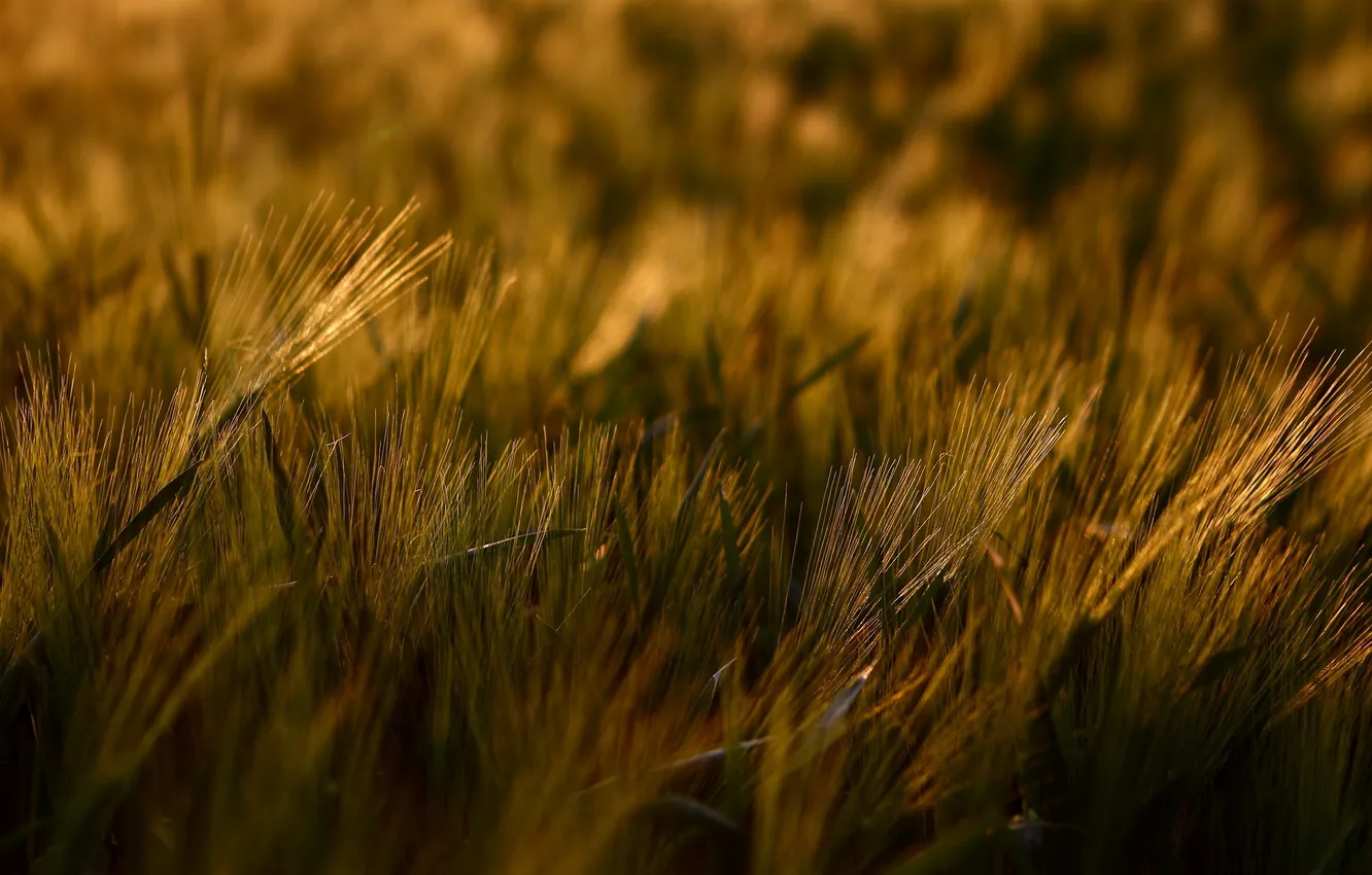 Photo wallpaper grass, macro, light