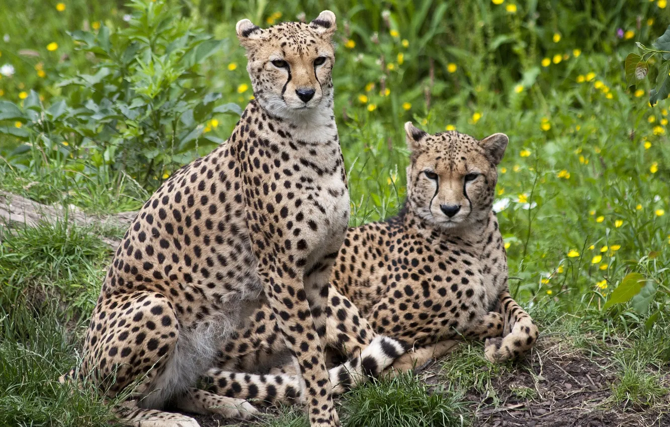 Photo wallpaper pair, Cheetah, color, weed
