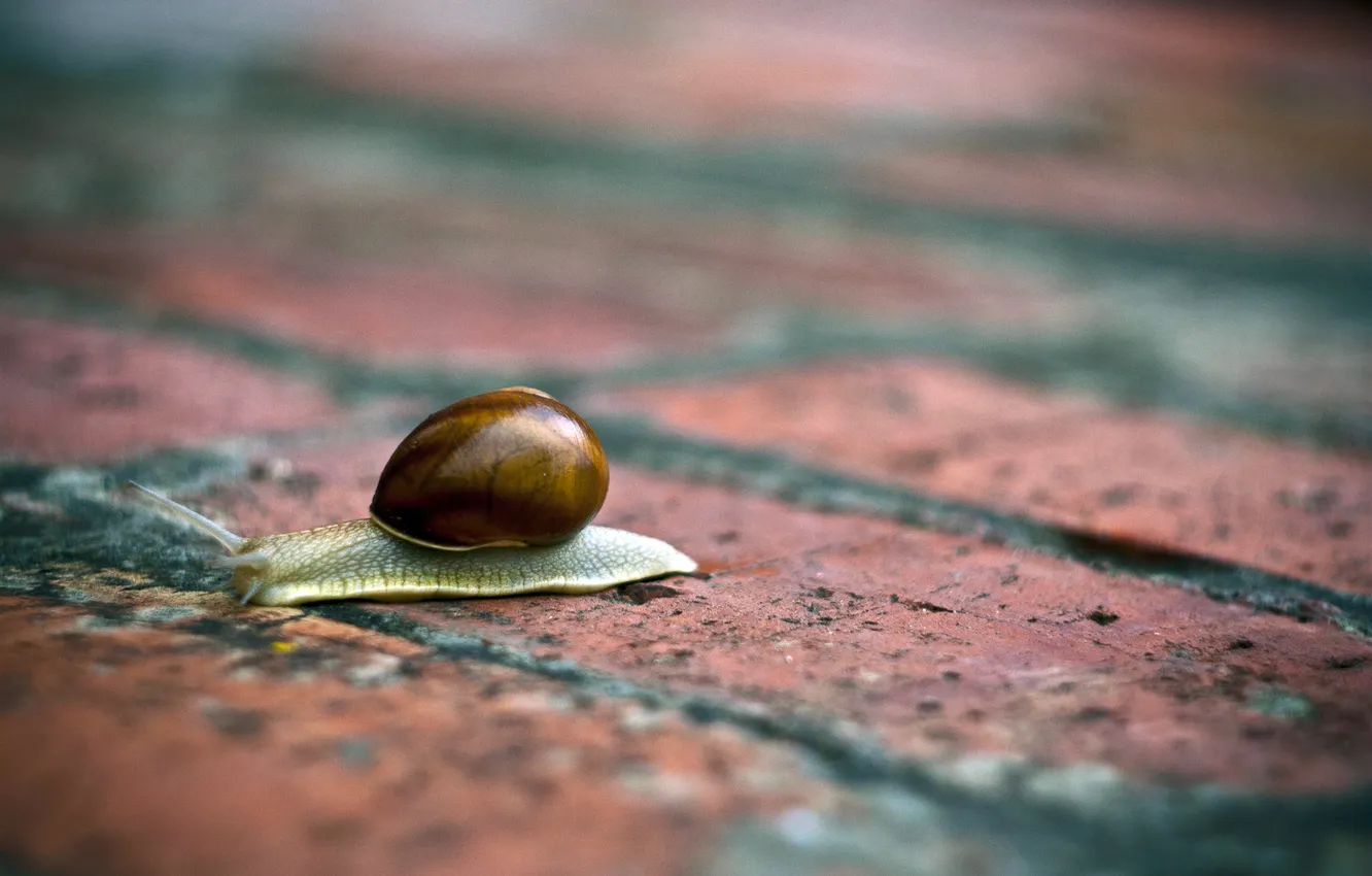 Photo wallpaper surface, snail, brick, sink, masonry, shell, horn
