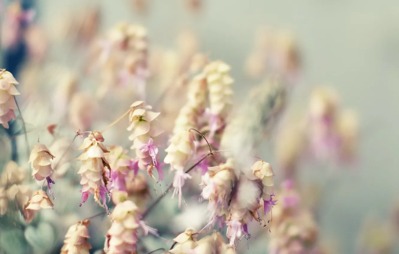 Photo wallpaper Flowers, bouquet, blur
