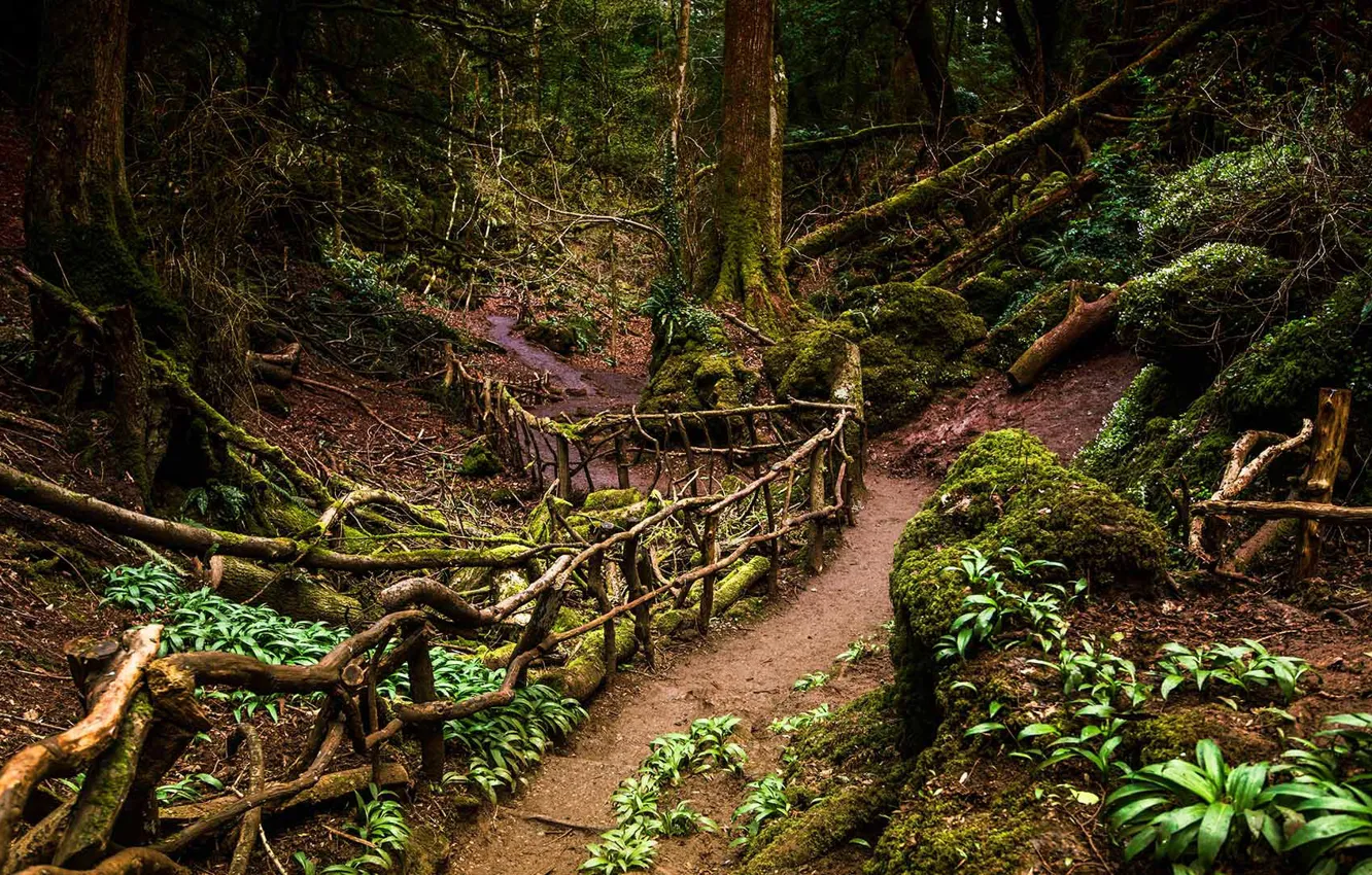 Photo wallpaper forest, England, trail, Dean, Gloucestershire