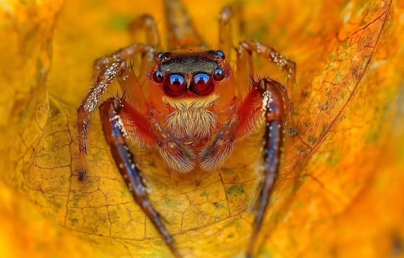 Photo wallpaper spider, eyes, autumn, leaves, orange, leaf, paws, vegetation