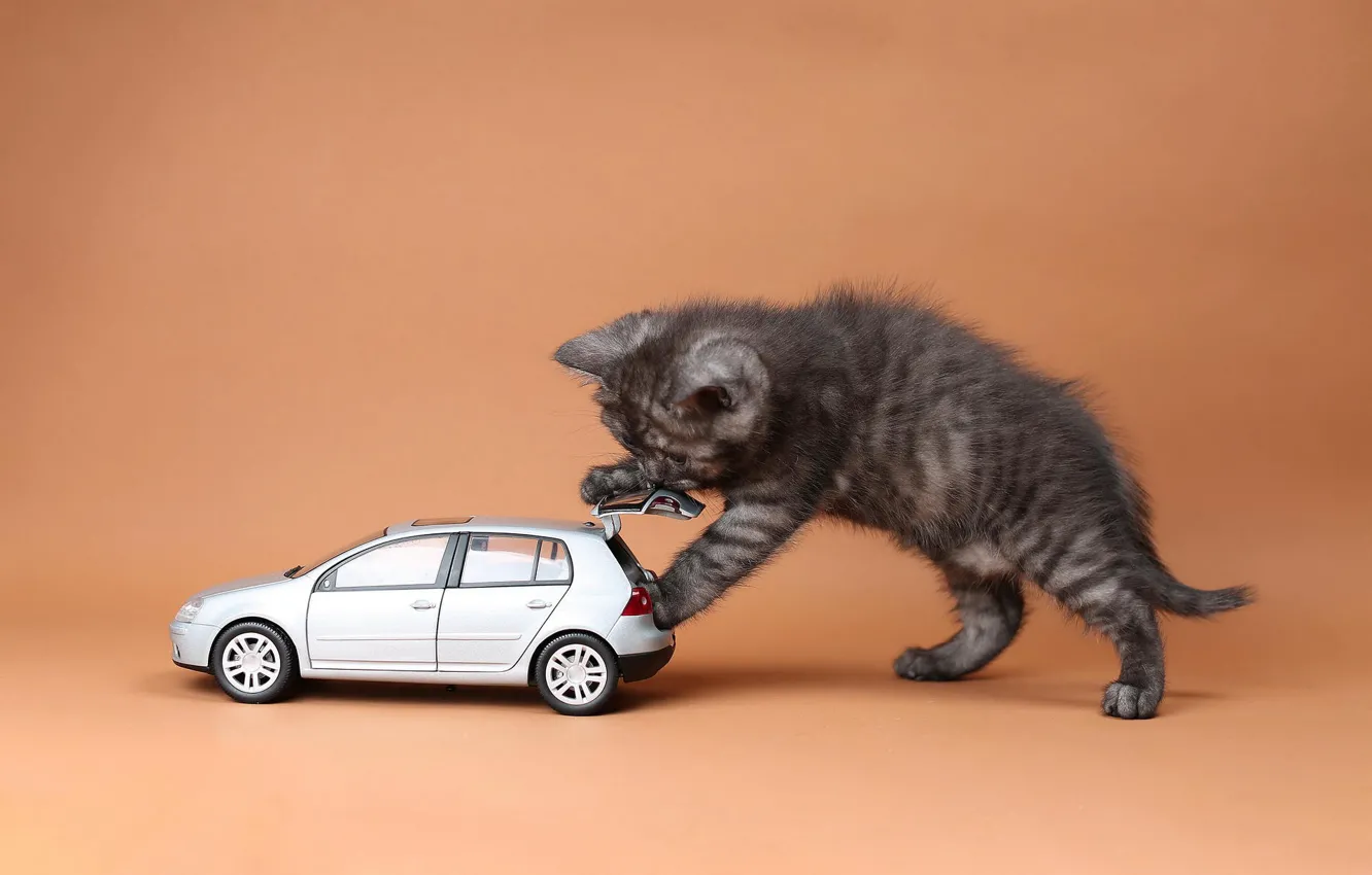 Photo wallpaper machine, cat, toy, kitty, machine, British