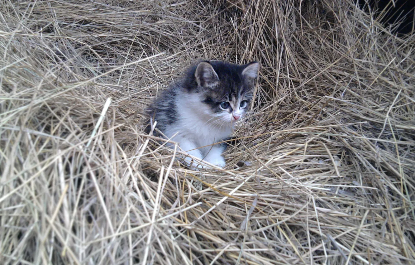 Photo wallpaper cat, macro, kitty, animal, hay