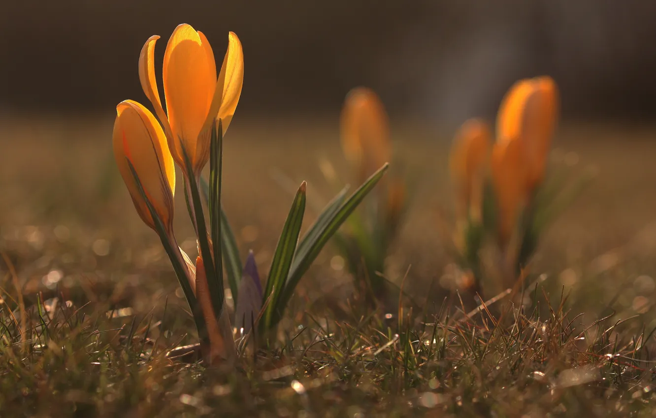 Photo wallpaper flowers, yellow, nature, glade, spring, crocuses, buds