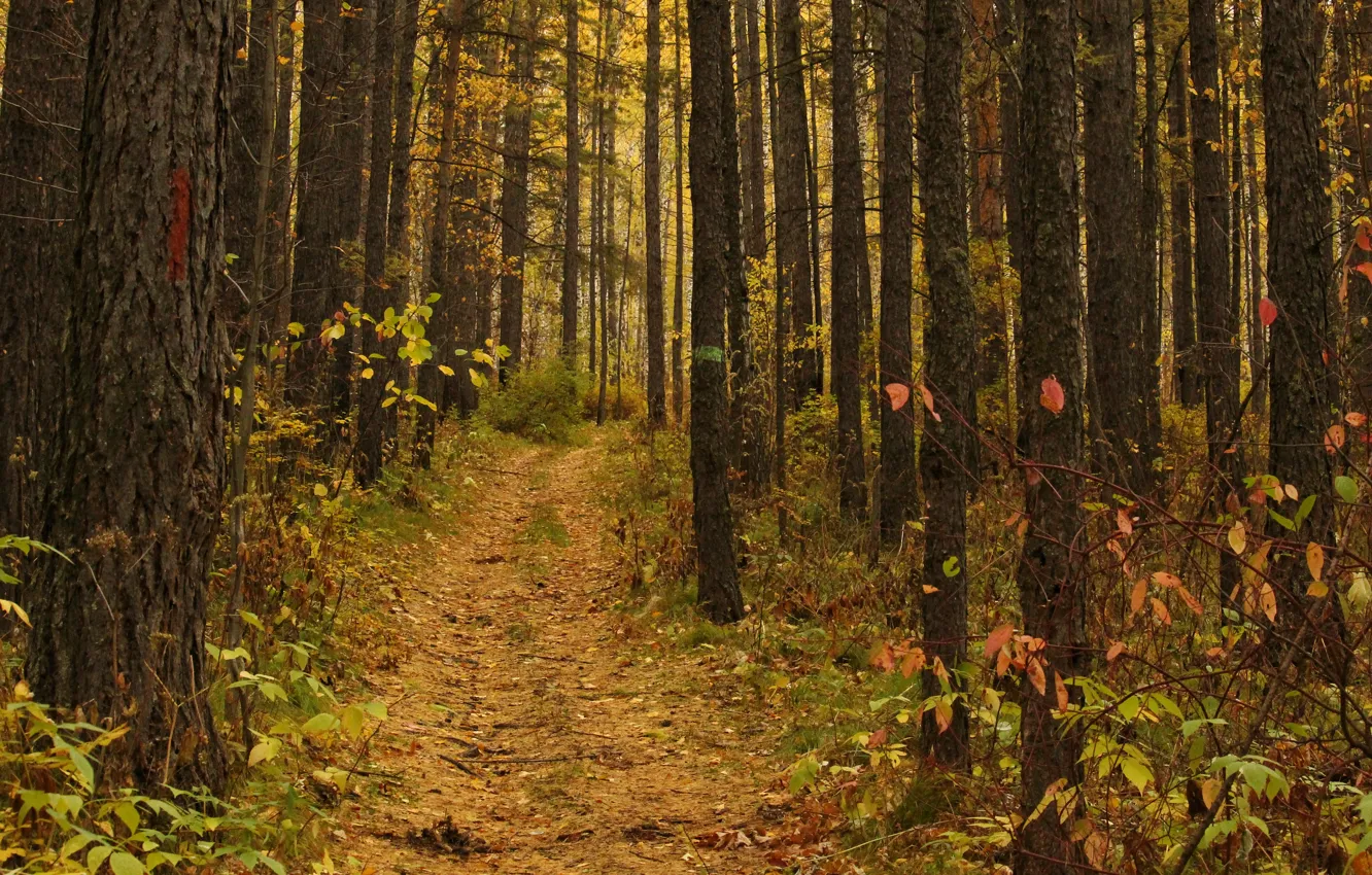 Photo wallpaper road, autumn, forest
