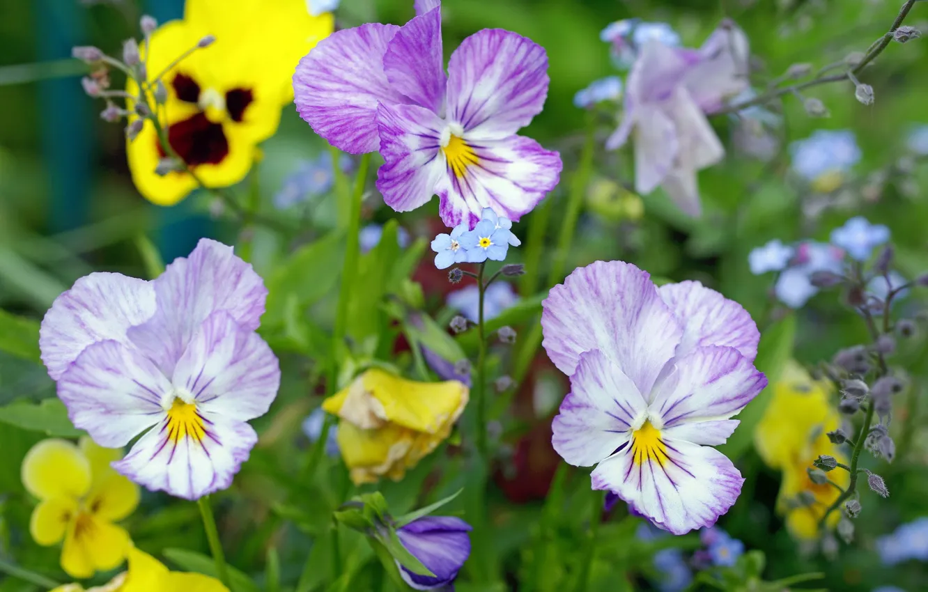 Photo wallpaper meadow, Pansy, forget-me-nots, viola
