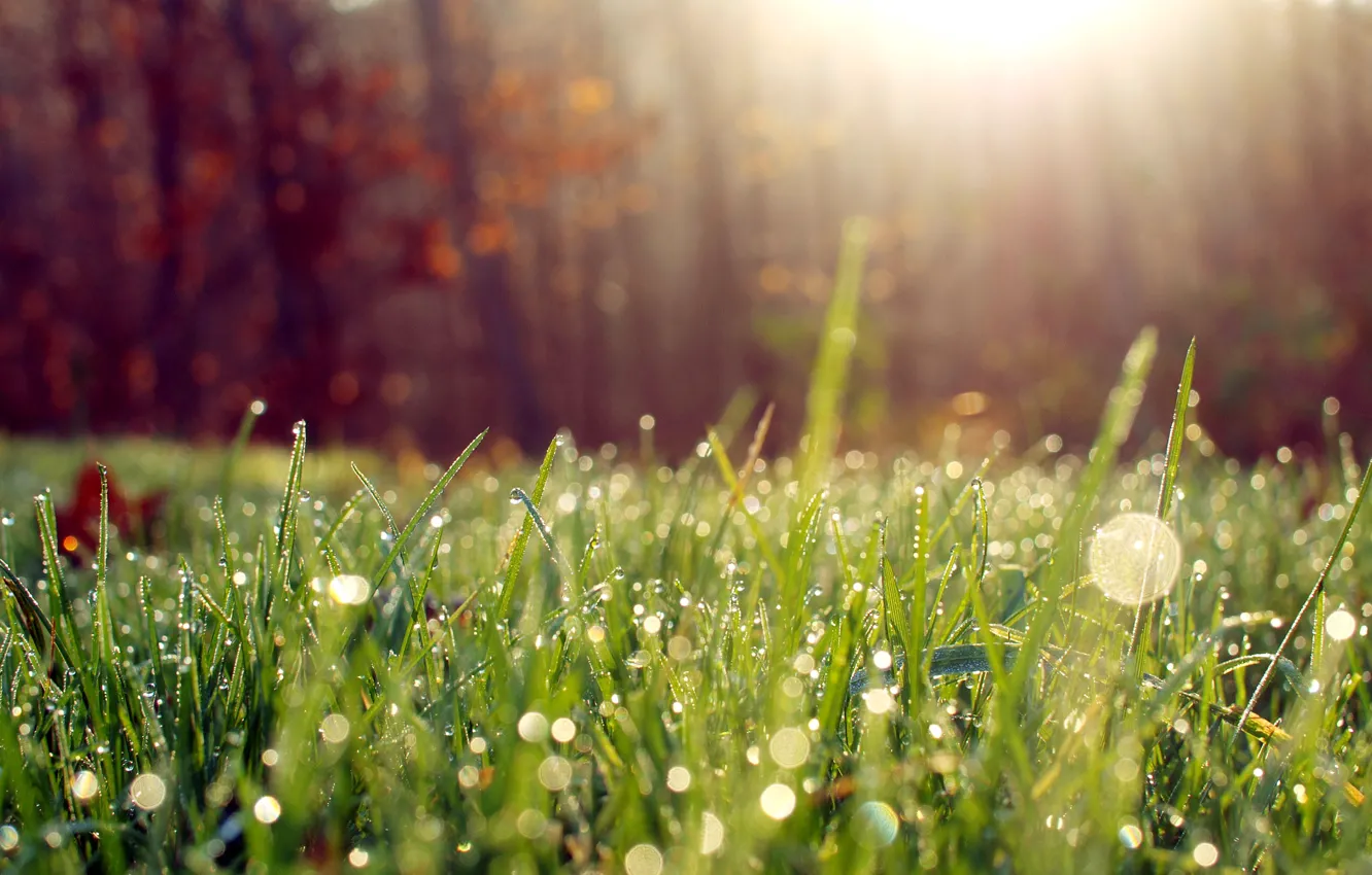 Photo wallpaper grass, the sun, macro, light, Rosa, morning