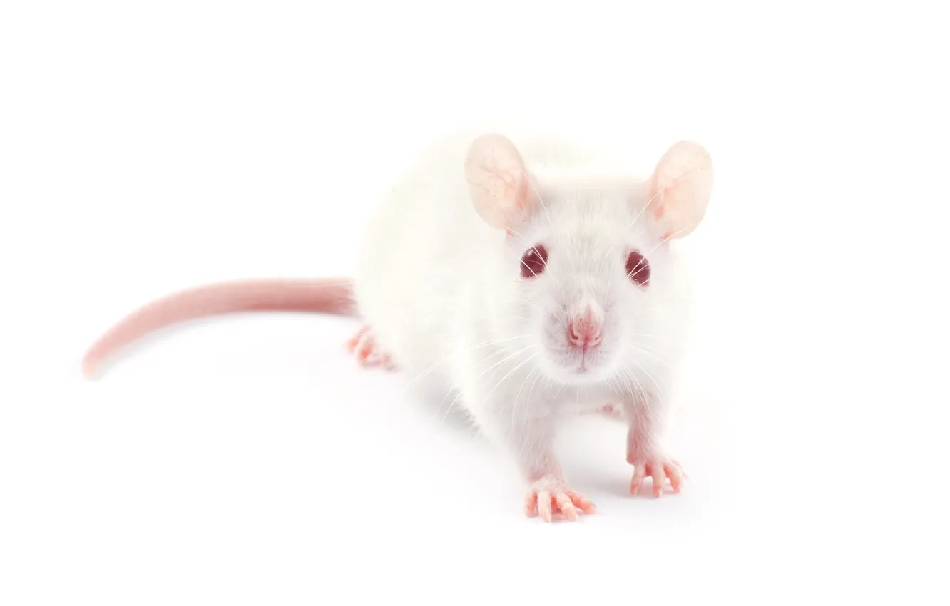 Photo wallpaper red, Medic, pet, rat, mouse, mammal, rodent, Pest