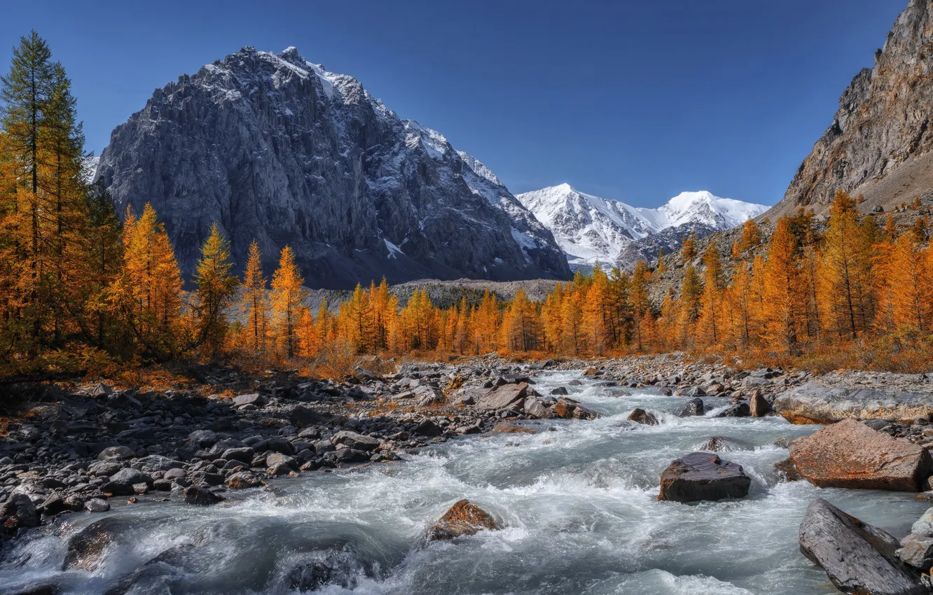 Photo wallpaper autumn, trees, mountains, river, stones, Russia, Altay, The Altai mountains