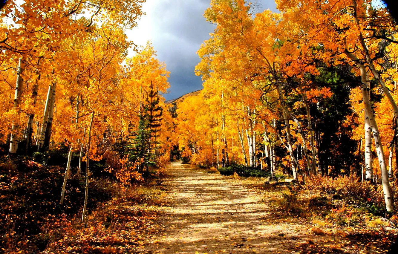 Photo wallpaper road, autumn, forest, the sky, clouds, trees, landscape, mountains