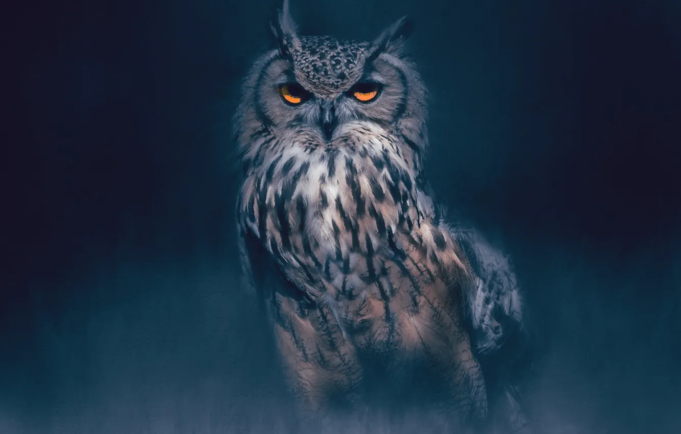 Photo wallpaper look, the dark background, owl, bird, treatment, owl, yellow eyes