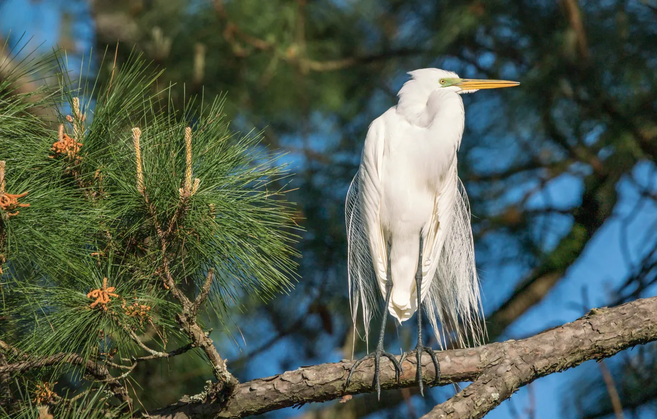 Photo wallpaper branches, bird, needles, Heron