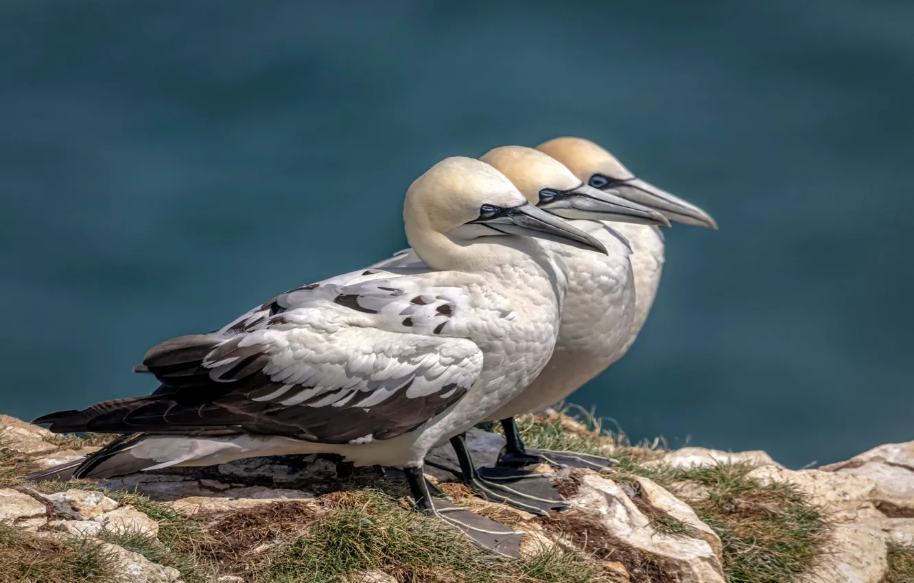 Photo wallpaper bird, trio, the Northern Gannet