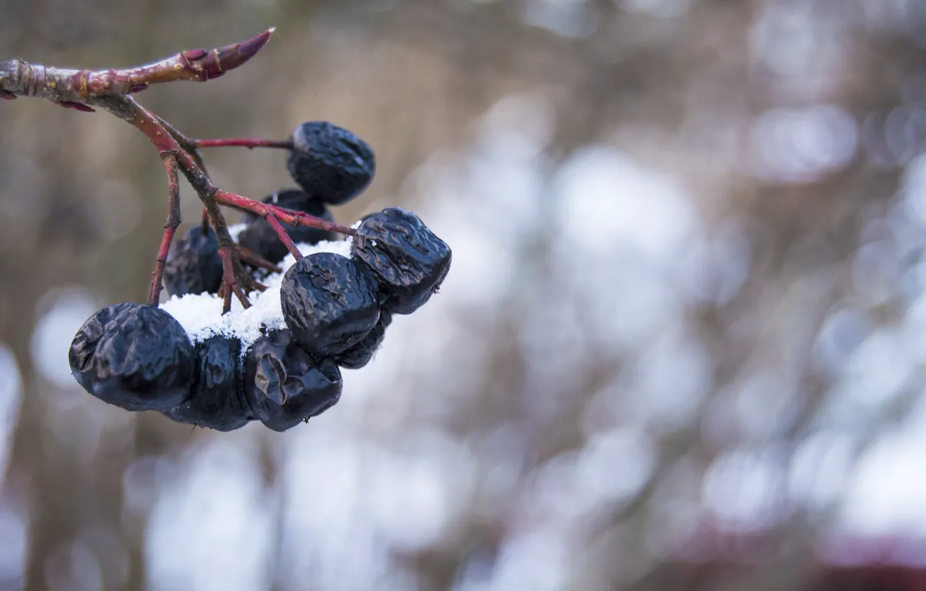 Photo wallpaper winter, snow, berries, Rowan