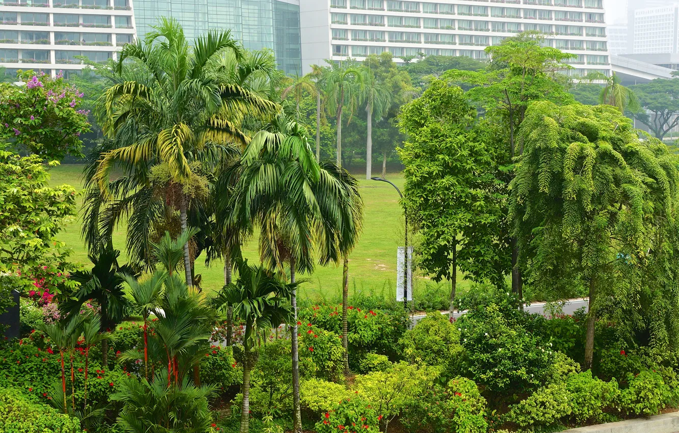 Photo wallpaper greens, trees, flowers, tropics, Park, palm trees, home, Singapore