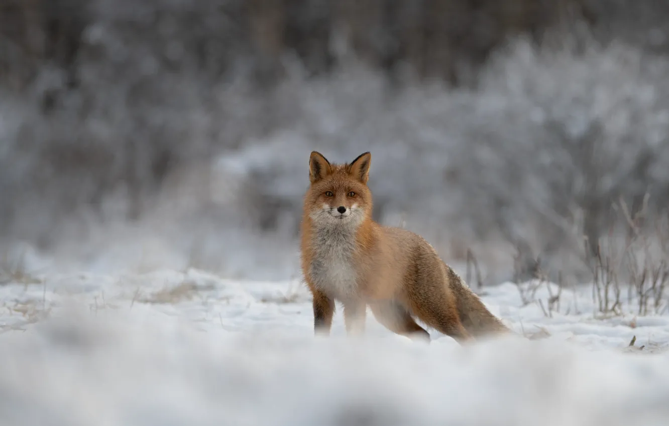 Photo wallpaper winter, frost, forest, look, snow, branches, nature, pose