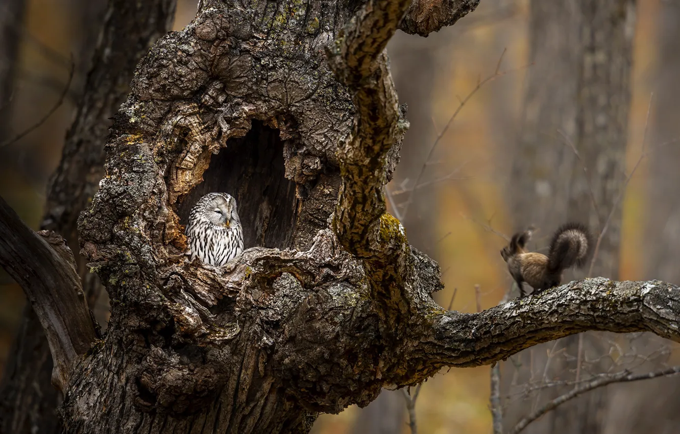 Photo wallpaper tree, owl, protein, tree, the hollow, owl, squirrel, hollow