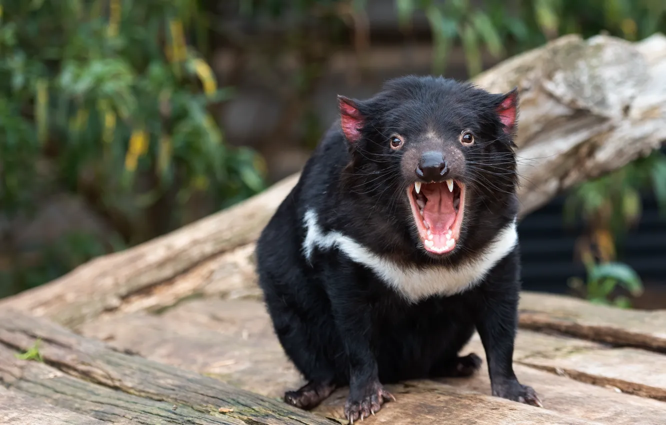 Photo wallpaper Board, mouth, Tasmanian devil