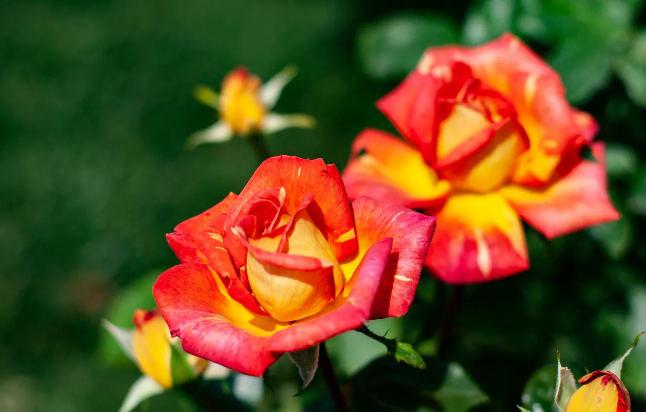Photo wallpaper flowers, bright, roses, garden, red-yellow