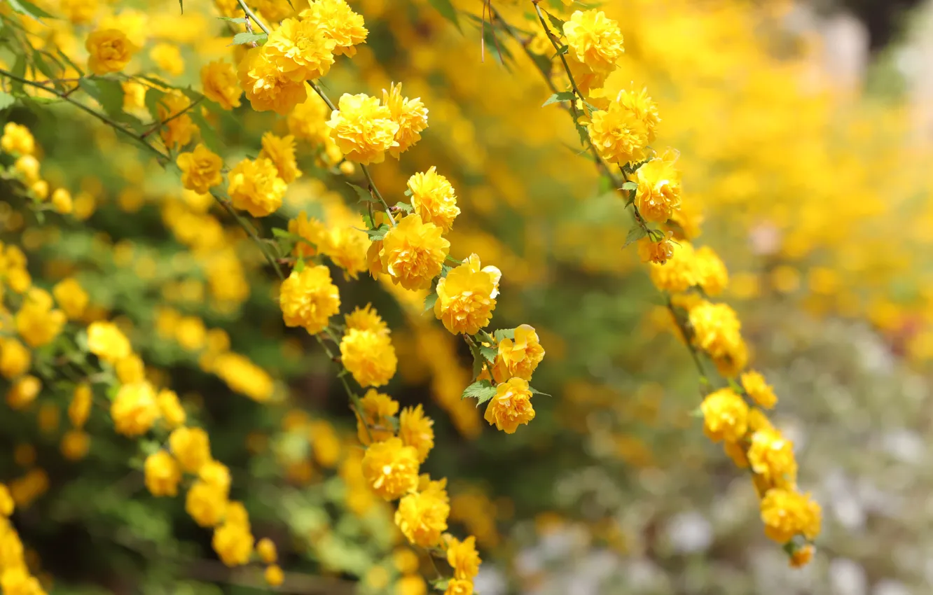 Photo wallpaper flowers, branches, Bush, yellow, flowering, bokeh, Kerry, kerria Japanese