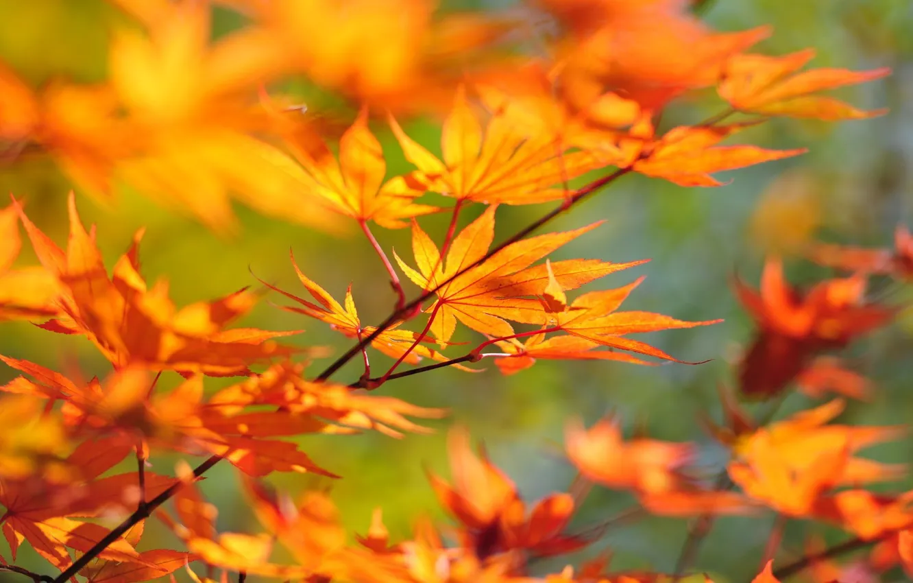 Photo wallpaper autumn, leaves, Branch, maple