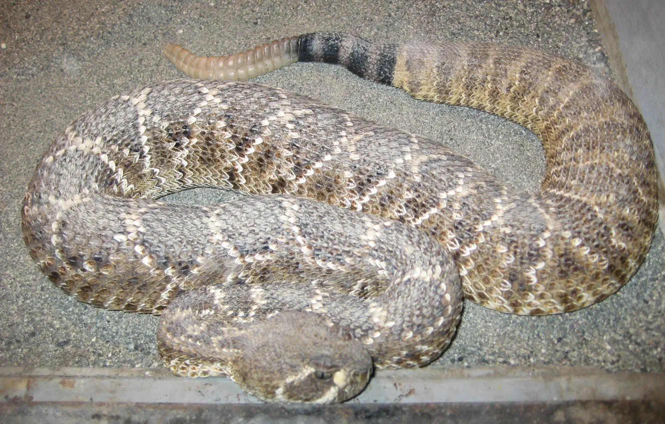 Photo wallpaper snake, snakes, copyright, Rattlesnake, Rattlesnake, Photo by Arlen Shahverdyan, author's photo by Arlen Shakhverdyan, Arlen …