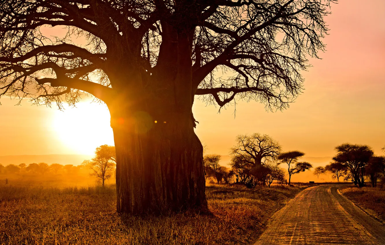 Photo wallpaper road, trees, landscape