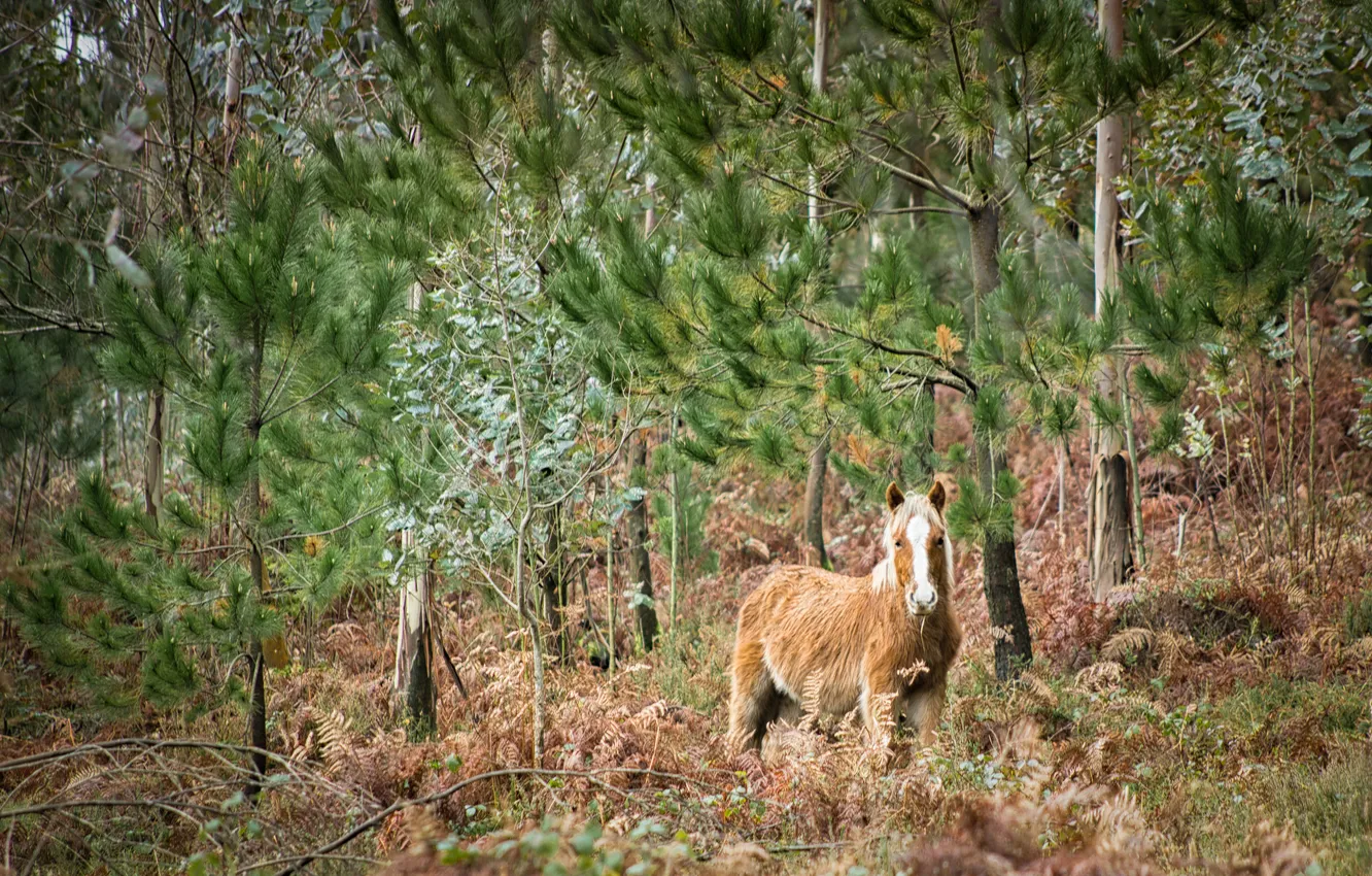 Photo wallpaper summer, nature, horse