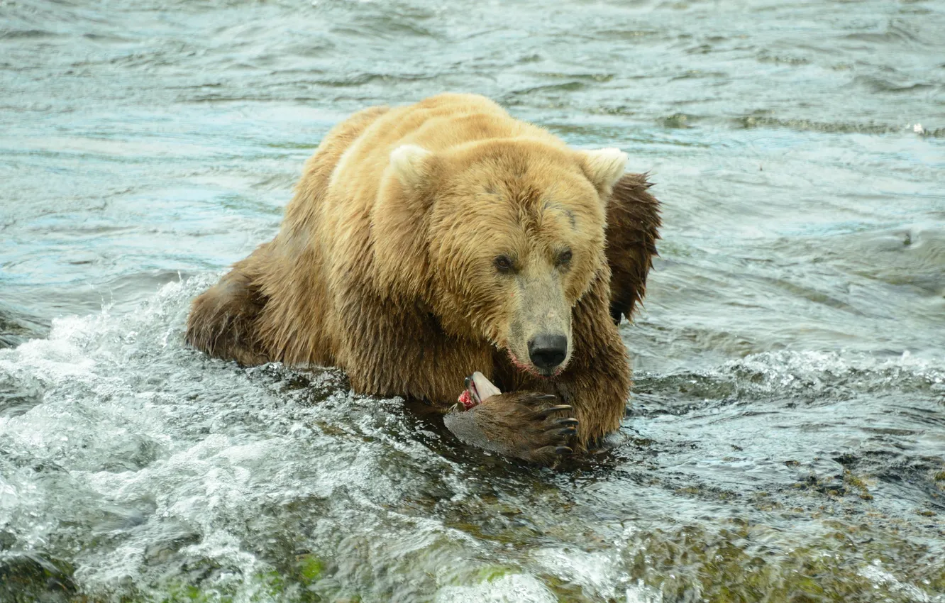 Photo wallpaper Bear, pond, mining, fishing