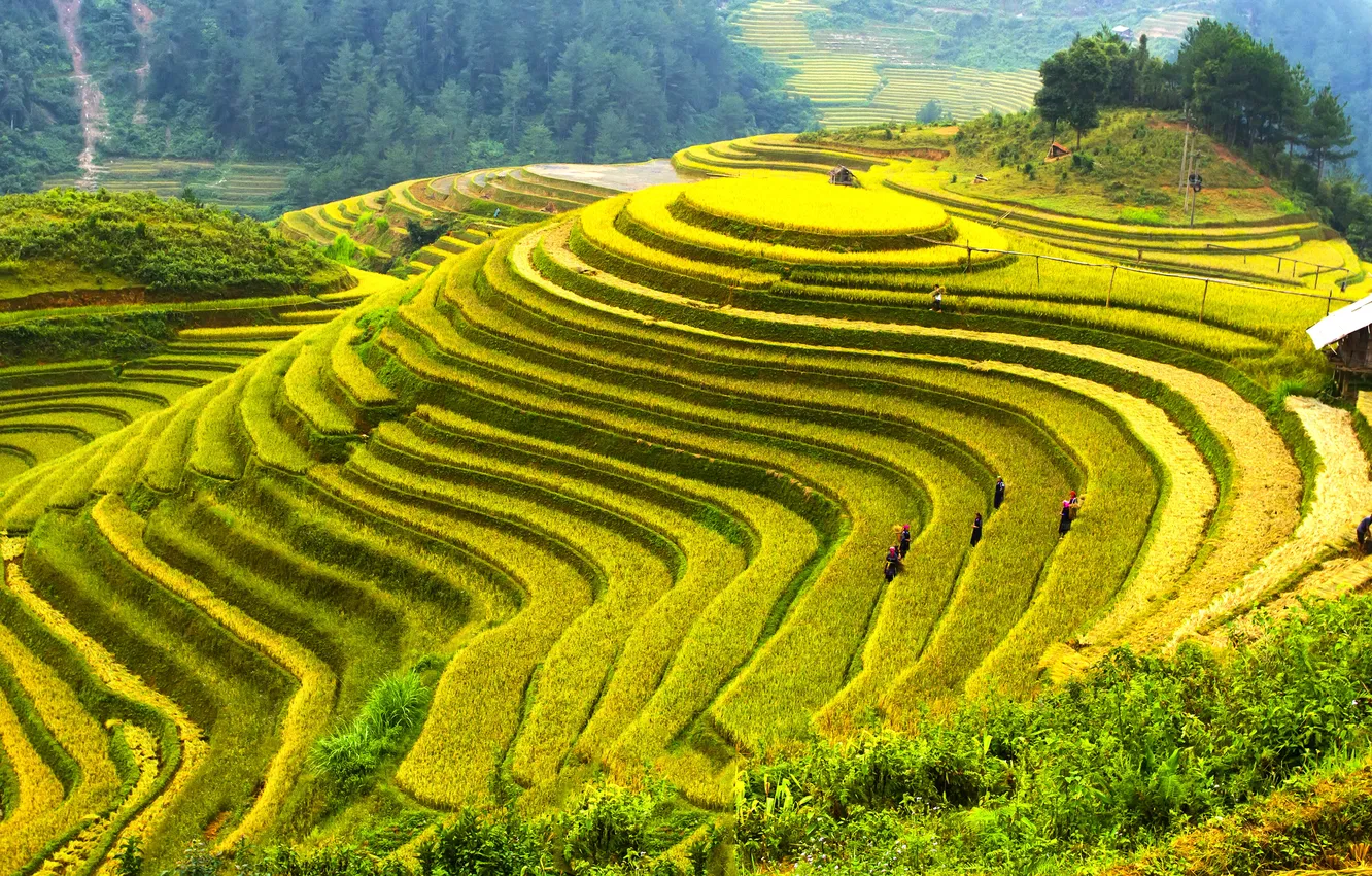 Photo wallpaper field, landscape, nature, photo