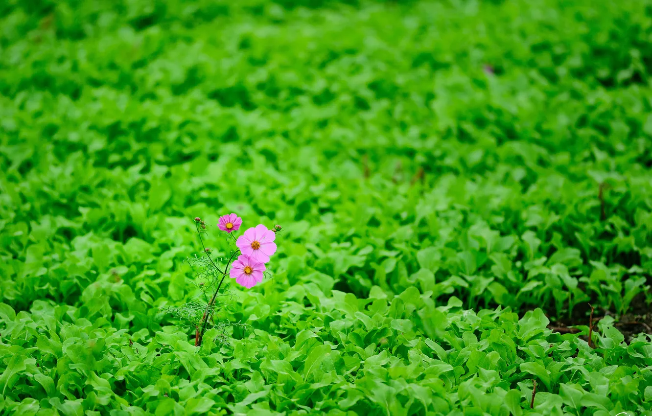 Photo wallpaper greens, field, leaves, flowers, nature, pink, kosmeya
